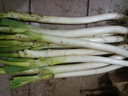 大蔥去皮裁半葉新鮮蔬菜水果大蔥調(diào)料 優(yōu)惠 4斤 現(xiàn)挖現(xiàn)發(fā) 曬單實(shí)拍圖