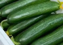 萄鮮客水果黃瓜 荷蘭黃瓜當季現摘生吃即食山東水果黃瓜 源頭直發(fā)小黃瓜 水果黃瓜凈重 3斤 單根≥90g 曬單實(shí)拍圖