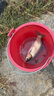 漢鼎魚線主線子線大物釣魚線釣魚強(qiáng)拉力臺(tái)釣路亞尼龍魚線 主線5.0號(hào) 曬單實(shí)拍圖