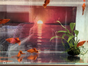 魚(yú)如云高鰭菊花帆紅箭魚(yú)高鰭紅劍魚(yú)高鰭紅劍熱帶魚(yú)觀(guān)賞魚(yú)小型魚(yú)紅箭魚(yú) 高鰭菊花紅箭3公5母（5-6厘米） 曬單實(shí)拍圖
