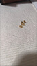BMOI老鳳凰999黃金足金mini小金蝴蝶結(jié)耳釘女ins精致小巧簡約養(yǎng) 小金蝴蝶結(jié)耳釘【一對】同 曬單實拍圖