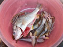 黃腳立餌料黃腳臘魚(yú)餌料黑鯛黃翅魚(yú)野生海釣黑坑打窩料小藥誘魚(yú)劑 一袋【體驗裝】黃腳臘/鯛魚(yú) 曬單實(shí)拍圖