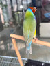七彩文鳥(niǎo)鳥(niǎo)糧飼料五子黍谷雜糧文鳥(niǎo)芙蓉金絲雀鸚鵡幼崽專(zhuān)吃鳥(niǎo)糧食 一瓶【文鳥(niǎo)最?lèi)?ài)】400ml 曬單實(shí)拍圖