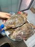 梭子蟹鮮活特大野生舟山大螃蟹海鮮新鮮冷凍海蟹水產(chǎn)飛蟹白蟹順豐 7-9兩/只 【凈重5斤特大梭子蟹】 曬單實(shí)拍圖