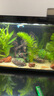 瘋狂水草孔雀魚(yú)活體水族寵物觀(guān)賞魚(yú)冷水耐活小型熱帶魚(yú)淡水魚(yú)苗 鴻運當頭1對【4CM左右】 曬單實(shí)拍圖
