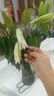 禾之潤香水百合花鮮花云南昆明基地直發(fā)批鮮切家用水養(yǎng)插花 香水百合溫柔粉色15朵 關(guān)注店鋪送進(jìn)口營養(yǎng)液 曬單實拍圖