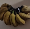 正宗廣西小米蕉當季新鮮水果萬(wàn)澄裝自然熟小香蕉現摘現發(fā)產(chǎn)地直發(fā) 【帶箱2斤】小米蕉凈重1.7-1.8斤 曬單實(shí)拍圖