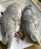 中洋魚天下 (ZHONGYANG GLOBAL FISH) 河豚魚150g 全程可追溯 30年養(yǎng)殖技術(shù) 生鮮 海鮮水產(chǎn) 曬單實(shí)拍圖