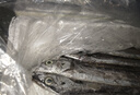 順豐野生整條帶魚(yú)海魚(yú)野生小眼帶魚(yú)整條帶魚(yú)鮮活速凍海捕帶魚(yú) 5斤整條帶魚(yú)【每斤1-2條】 曬單實(shí)拍圖