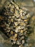 福茗源茶葉花草茶 菊花茶胎菊250g 無(wú)硫熏頭采胎菊茶白菊花蕾泡水喝袋裝 曬單實(shí)拍圖