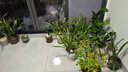 旺之春蝴蝶蘭花苗盆栽室內觀(guān)花植物桌面陽(yáng)臺年宵花卉四季開(kāi)花綠植花卉 隨機品種三顆【實(shí)惠款】 曬單實(shí)拍圖