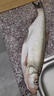 翹嘴小藥釣魚(yú)小藥野釣大翹嘴專(zhuān)用餌料泡玉米顆粒路亞小藥誘魚(yú)食劑 1瓶【翹嘴專(zhuān)用藥】新手也能爆護 曬單實(shí)拍圖