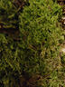 柯必達青苔蘚鮮活苔蘚微景觀(guān)植物盆景盆栽水陸缸假山草造景材料白 大灰蘚(15*8)cm 10盒 曬單實(shí)拍圖