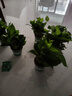 雙盟綠蘿盆栽除甲醛花卉綠植辦公室新房凈化空氣 120款10盆源頭直發(fā) 曬單實拍圖