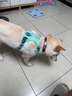 拉夫威爾ruffwear嗨輕狗狗胸背帶狗背帶中小型犬雪納瑞背帶式狗狗牽引繩 鼠尾草綠/霧森綠 XS 曬單實(shí)拍圖