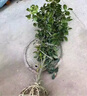 鼎曳山茶花樹苗四季耐冬茶寒庭院耐寒盆栽香妃山茶花帶花四季常青植物 送貨上門【耐冬茶花】3公分粗1.5米左右高 原土球發(fā)貨 曬單實拍圖