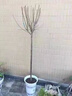毓耘紅梅樹(shù)苗耐寒梅花樹(shù)庭院綠化陽(yáng)臺盆栽地栽濃香花卉臘梅樹(shù) 骨里紅梅樹(shù) 土球苗【4公分粗】 曬單實(shí)拍圖