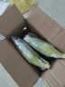 京鮮生云南水果玉米5斤 鮮甜玉米棒 甜脆多汁 新鮮蔬菜 源頭直發(fā)包郵 曬單實(shí)拍圖