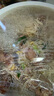 大莊園新西蘭原切羊排肉片1斤【歐盟認(rèn)證】火鍋食材冷凍羊肉片羊肉卷 曬單實(shí)拍圖