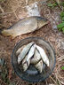 谷蜀香醉魚(yú)藥特效暈魚(yú)i劑魚(yú)用麻醉專(zhuān)用江河野釣魚(yú)清塘魚(yú)藥一塘清醉魚(yú)靈 一瓶裝【強效暈魚(yú)】 曬單實(shí)拍圖