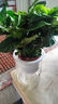 萌肉居易活盆栽花卉水培土培綠植桌面植物濃香型梔子花+早安盆源頭直發(fā) 曬單實拍圖