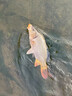河冠鯉黑坑野釣鯉鯽魚(yú)餌料專(zhuān)用配方水產(chǎn)戶(hù)外釣魚(yú)散炮搓餌軟粘釣餌 一包【釣不了幾條】 曬單實(shí)拍圖