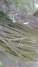 彩虹雨北京農(nóng)場(chǎng) 有機(jī)韭菜250g 歐盟認(rèn)證有機(jī)蔬菜自有農(nóng)場(chǎng)新鮮直發(fā) 曬單實(shí)拍圖