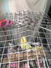 玄鳳鸚鵡活體鳥活物虎皮鸚鵡說話鳥幼鳥手養(yǎng)鳥雛鳥活體寵物 自選 2只（顏色和公母請聯(lián)系客服備注） 曬單實拍圖