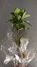 濃香型大盆牡丹梔子花四季開(kāi)花卉綠植室內桌面盆栽?xún)艋諝馕兹?裸根試種1苗（不帶盆） 高度20-25cm冠幅10cm 曬單實(shí)拍圖