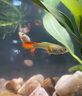 孔雀魚(yú)天使魚(yú) 純種觀(guān)賞魚(yú)淡水好養熱帶小型觀(guān)賞魚(yú) 天使魚(yú)12條送備損3條【發(fā)15條】 曬單實(shí)拍圖