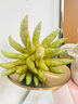 佛手樹(shù)盆栽帶果金華佛手柑樹(shù)苗可食用室內觀(guān)賞庭院好養植物 金佛手6年苗【帶果發(fā)貨】 曬單實(shí)拍圖
