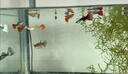 寵小俠孔雀魚(yú)活魚(yú)觀(guān)賞魚(yú)純種小型熱帶魚(yú)活體淡水好養耐活魚(yú)苗觀(guān)賞魚(yú)小魚(yú) 雜袍孔雀魚(yú)25條【20送5備損】 曬單實(shí)拍圖