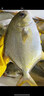 1號會員店（One's Member）甄選海南二去金鯧魚去鰓去內(nèi)臟生鮮魚類 海鮮水產(chǎn) 700g/2條裝 曬單實拍圖