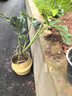 植男植女龜背竹盆栽大型室內客廳植物大葉綠植庭院前臺老樁提根源頭直發(fā) 曬單實(shí)拍圖