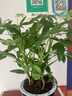 鴨腳木盆栽綠蘿籮植物室內(nèi)花水培綠植四季常青好養(yǎng)發(fā)財樹 八方來財20-25cm4棵（繁星盆） 曬單實(shí)拍圖