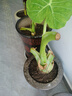 植果緣象耳芋大野芋大型綠植客廳陽(yáng)臺(tái)大葉盆栽庭院超大葉植物現(xiàn)挖現(xiàn)發(fā) 象耳芋15-17cm直徑一顆 裸根不帶土 曬單實(shí)拍圖