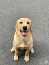 華元寵具（hoopet）狗狗繩子防爆沖P繩狗鏈子牽引繩胸背帶大型小中型犬防掙脫溜遛狗 曬單實拍圖