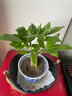 ?【包活】發(fā)財(cái)樹盆栽鮮花綠植物辦公室內(nèi)吸甲醛綠蘿文竹水培易養(yǎng) 【粗2-3cm】單桿發(fā)財(cái)樹【原盆】 曬單實(shí)拍圖