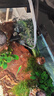 徹朗魚(yú)缸氧氣泵5w靜音增氧泵魚(yú)缸打氧泵小型加氧泵增氧機+氣石 曬單實(shí)拍圖
