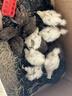 一斤重純種珍珠雞活苗批發(fā)散養半大珍珠雞脫溫苗產(chǎn)蛋小雞苗包活 4-5兩重珍珠雞  10只【3公7母】 曬單實(shí)拍圖