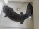 鯢蜂園鯢蜂園娃娃魚(yú)秦嶺高山雪水活魚(yú)喂養鮮活活體食用大鯢 秦嶺優(yōu)質(zhì)娃娃魚(yú)8斤一條 曬單實(shí)拍圖