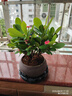 開時果 鐵海棠盆栽帶花發(fā)貨 虎刺梅四季開花卉植物盆景綠植源頭直發(fā)包郵 【鐵海棠】舍得紫砂盆+圓底托 曬單實拍圖