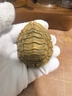嶺彌天然綠檀木雕刻富甲天下龜殼擺件文玩手把件家居裝飾品創(chuàng)意工藝品 綠檀富甲天下6.2*5.2*3.2cm 曬單實拍圖