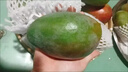 整箱新鮮水果攀枝花凱特芒果出口品質(zhì)順豐包郵 攀枝花凱特芒果新鮮現(xiàn)摘 5斤掌柜推薦 曬單實(shí)拍圖