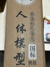 中研太和人體針灸模型經(jīng)絡(luò )穴位中醫全身十二經(jīng)絡(luò )銅人模特圖小人扎針練習小皮人數字定位可扎針款 女模型練習 曬單實(shí)拍圖