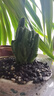 格調(diào)生活萬重山仙人掌盆栽花卉綠植室內(nèi)陽臺(tái)辦公易養(yǎng)活耐旱吸水盆多肉植物 萬重山1顆【不含盆】 曬單實(shí)拍圖