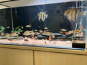 日清丸紅飼料熱帶魚燈魚斗魚孔雀魚金魚慈鯛魚苗B1B2C1S1日本品牌 左下角進(jìn)店 EP1型號（500克） 曬單實拍圖