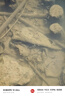 光威龍云釣魚(yú)碳素抄網(wǎng)套裝超輕超硬網(wǎng)桿撈魚(yú)網(wǎng)兜抄網(wǎng)頭碳鎂合金網(wǎng)頭 2.7m 40cm 龍云抄網(wǎng)桿+40網(wǎng)頭 曬單實(shí)拍圖