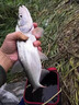 民間藝人線(xiàn)組魚(yú)線(xiàn)成品主線(xiàn)鯽魚(yú)便捷釣魚(yú)線(xiàn)組套裝全套配件用品線(xiàn)拉力強魚(yú)線(xiàn) 5.4m 升級款 1.5號（單個(gè)裝） 曬單實(shí)拍圖