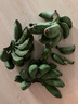 粵迎廣西小米蕉【青蕉發(fā)貨收到需催熟】芭蕉香產(chǎn)地直發(fā)甜粉糯現摘現發(fā) 5斤精選果【香甜軟糯】?jì)?.5斤 曬單實(shí)拍圖